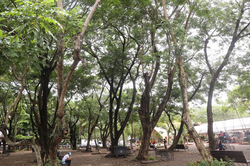 Cities Set Tree Planting Targets Against Urban Heat Trees shading a city street